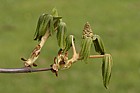 Aesculus hippocastanum Horse chestnut
