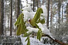 Aesculus hippocastanum Horse Chestnut newly emerged leaves with snow