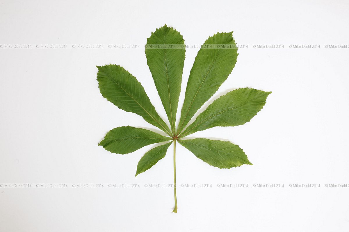 Aesculus hippocastanum Horse chestnut