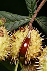 Aesculus hippocastanum Horse chestnut seeds called Conkers