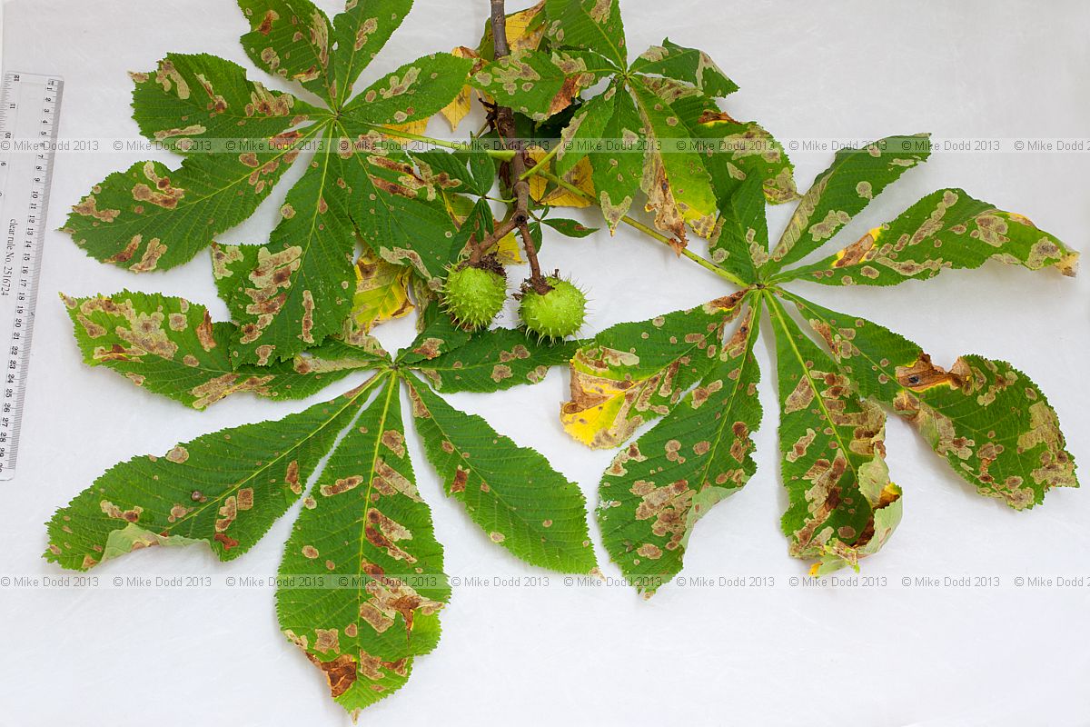 Aesculus hippocastanum Horse Chestnut