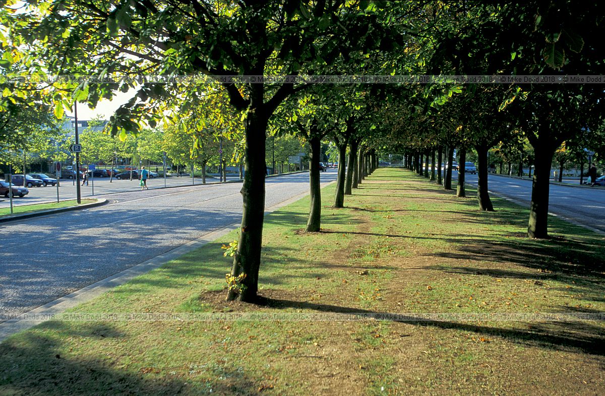 Aesculus hippocastanum Horse chestnut avenue central milton keynes