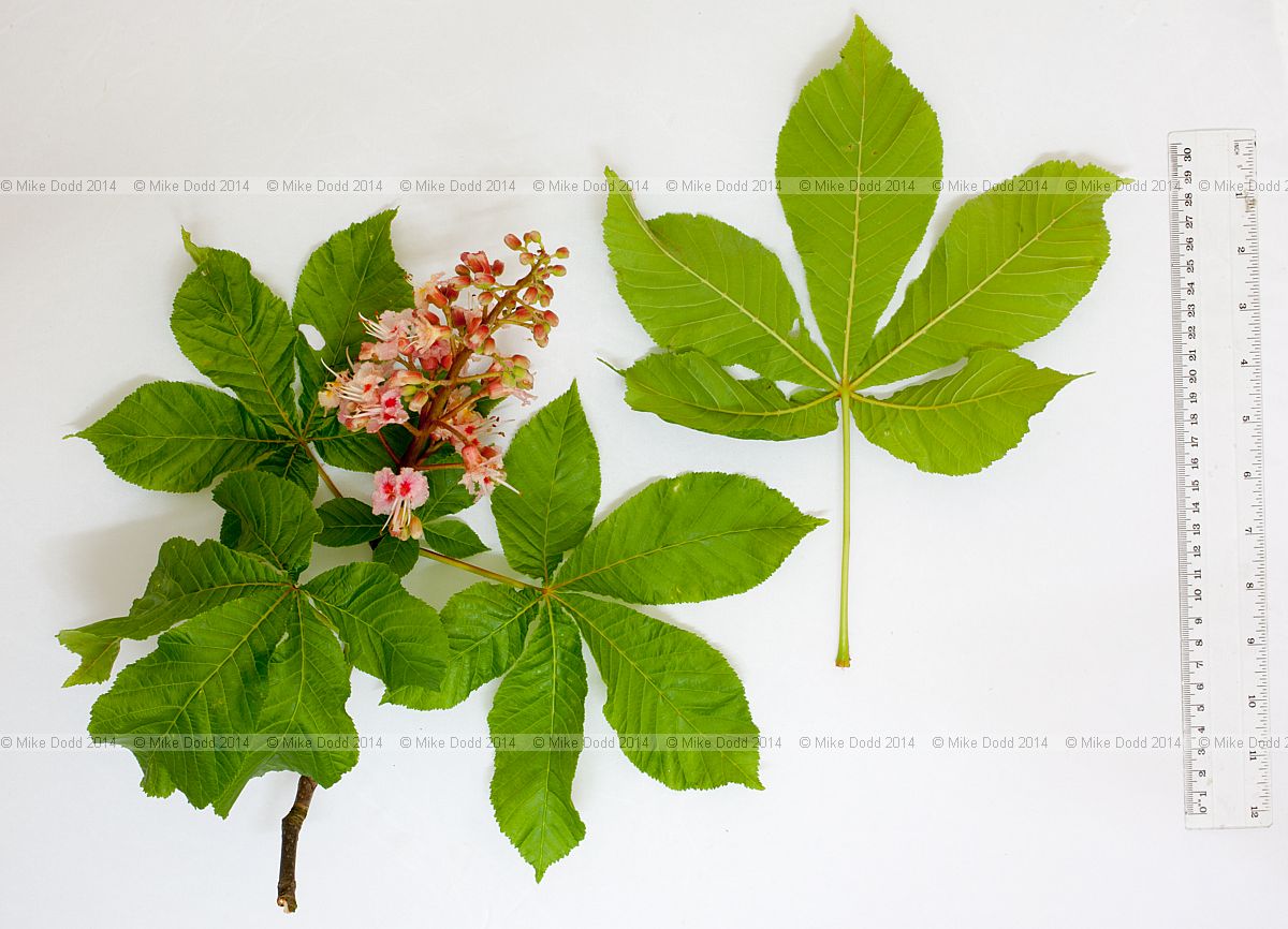 Aesculus hippocastanum 'Plantierensis'