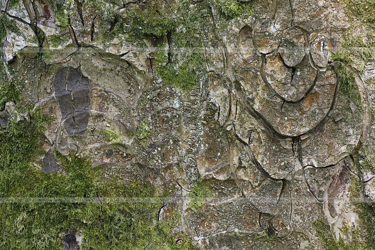 Aesculus indica Indian horse chestnut