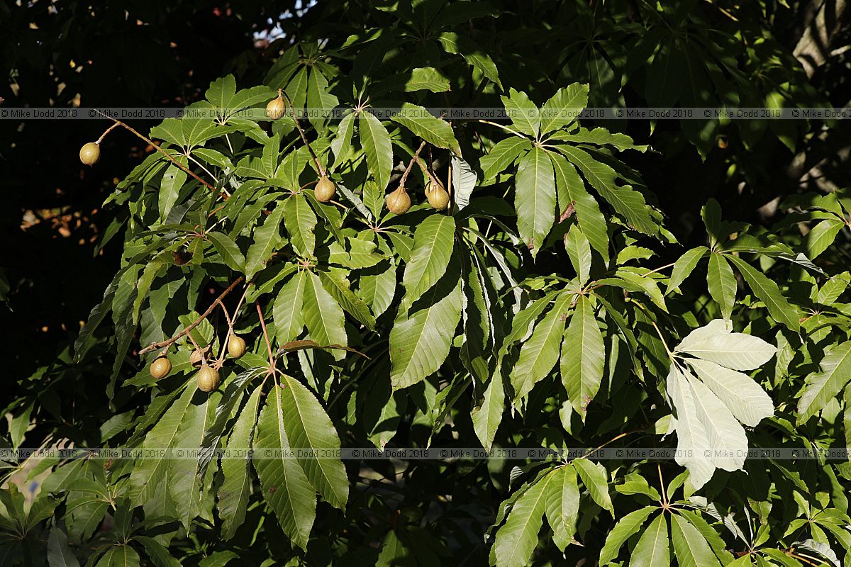 Aesculus indica Indian horse-chestnut