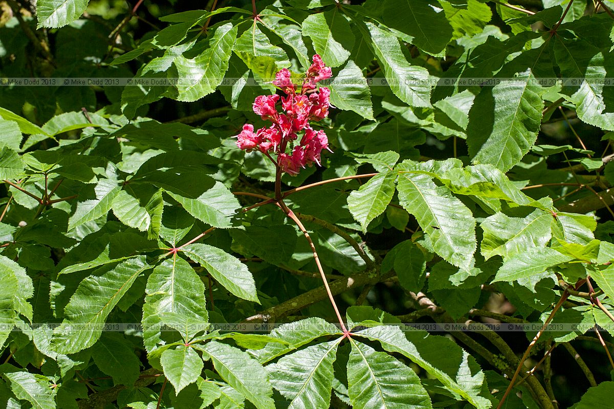 Aesculus x carnea 'Briotii' Red Horse Chestnut