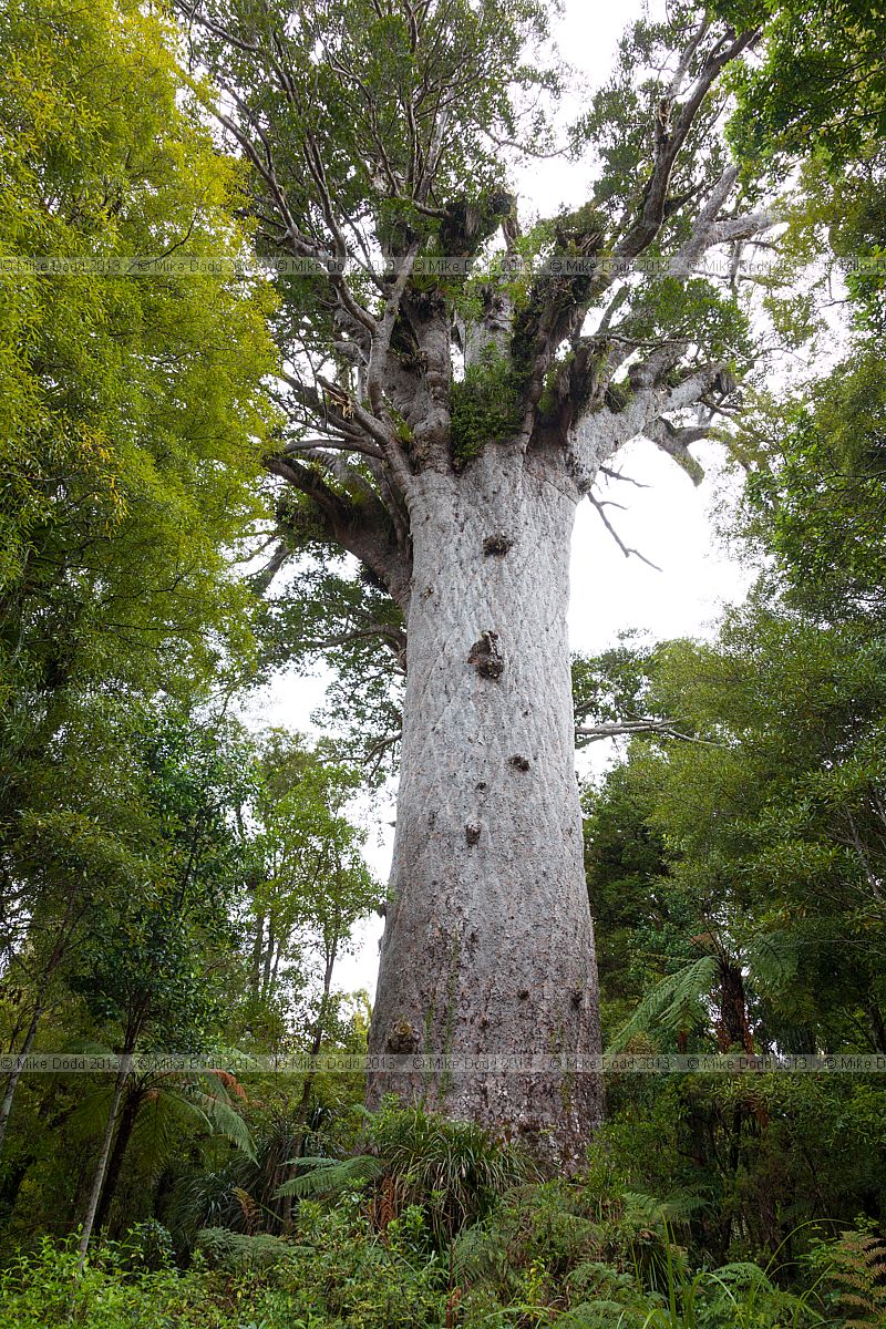 Agathis australis Kauri endemic New Zealand
