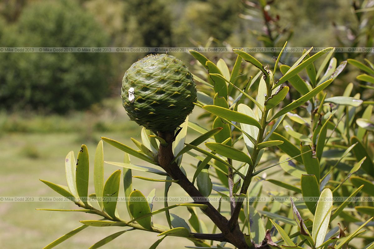 Agathis australis Kauri