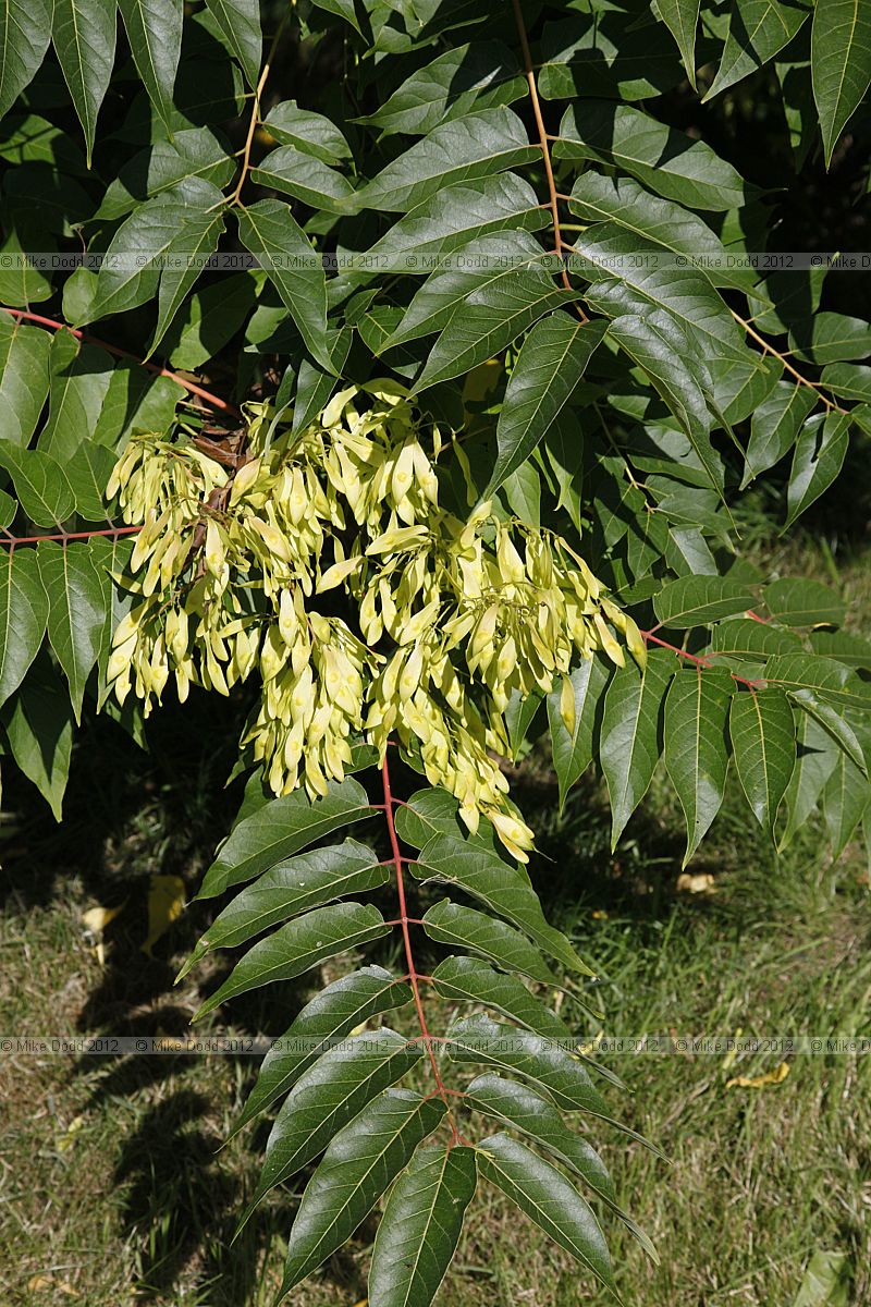 Ailanthus altissima Tree of heaven