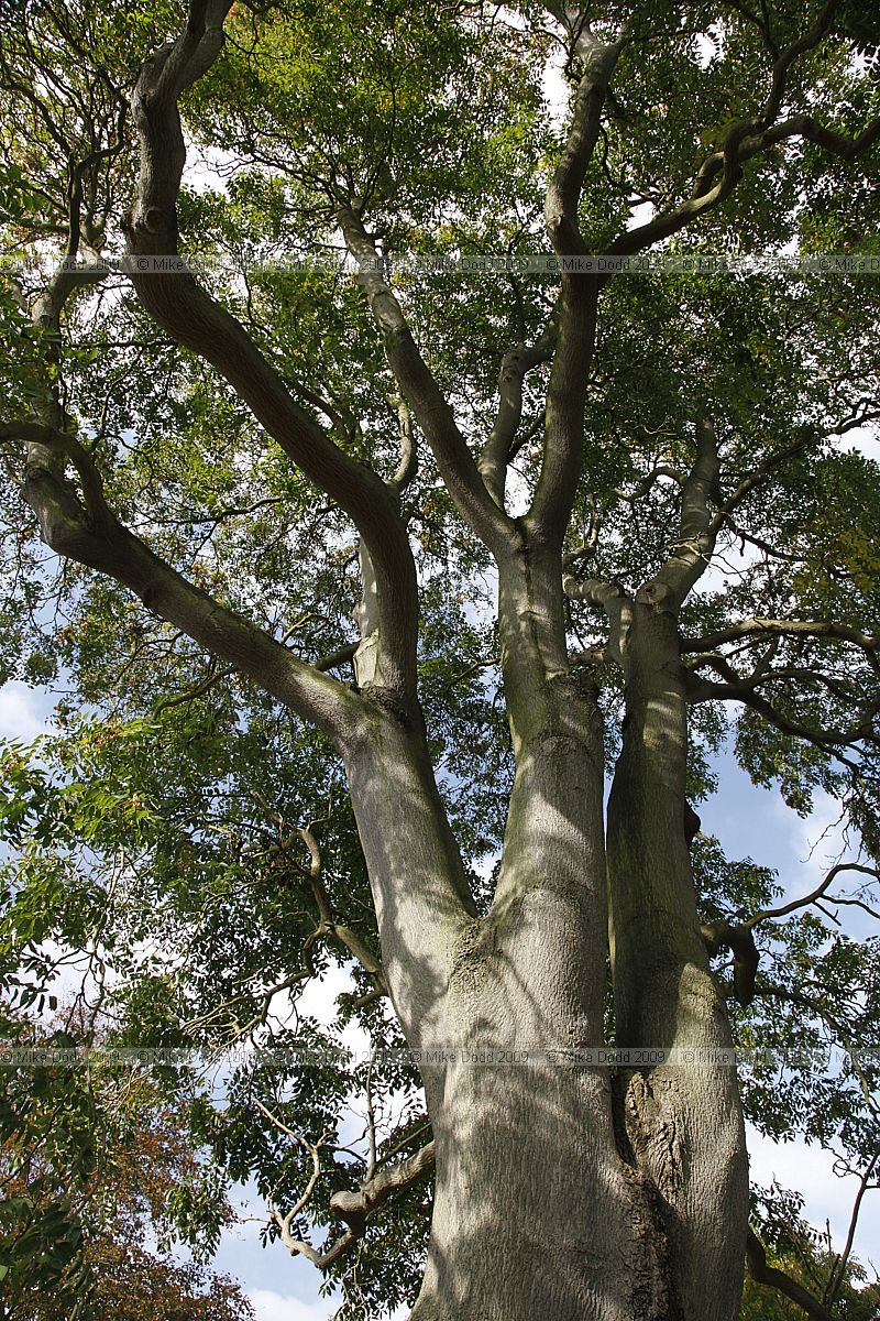 Ailanthus altissima Tree of heaven