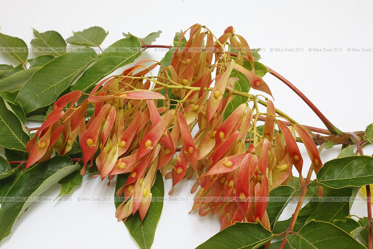 Ailanthus altissima Tree of Heaven