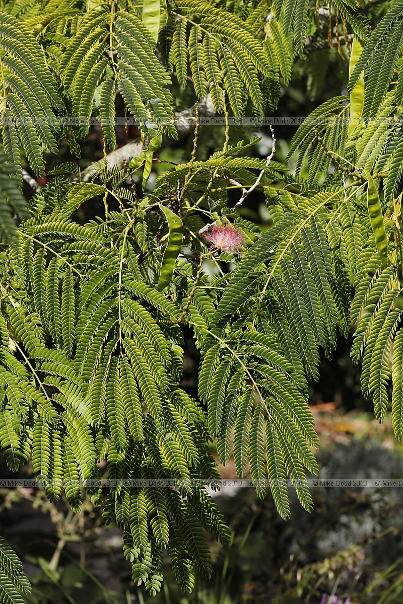 Albizia julibrissin Persian silk tree