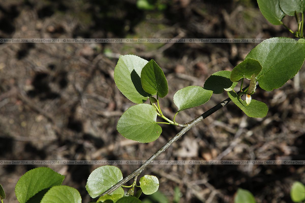 Alnus cordata Italian alder