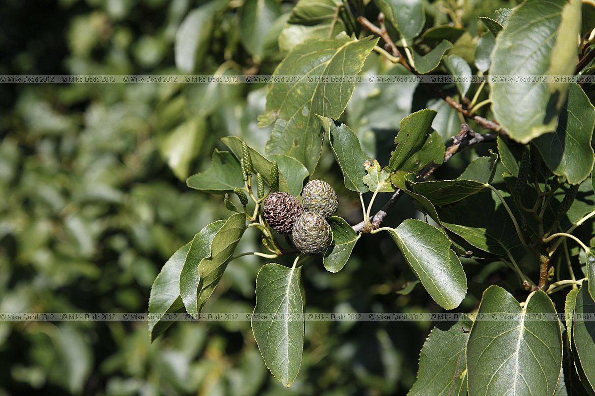 Alnus cordata Italian Alder