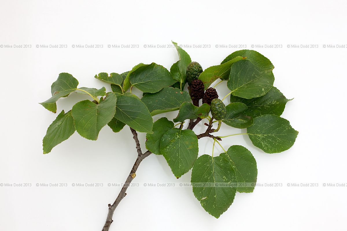 Alnus cordata Italian Alder