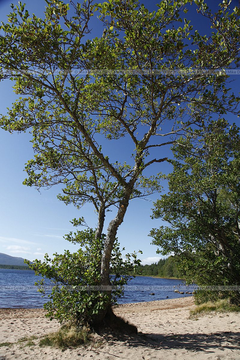 Alnus glutinosa Common alder