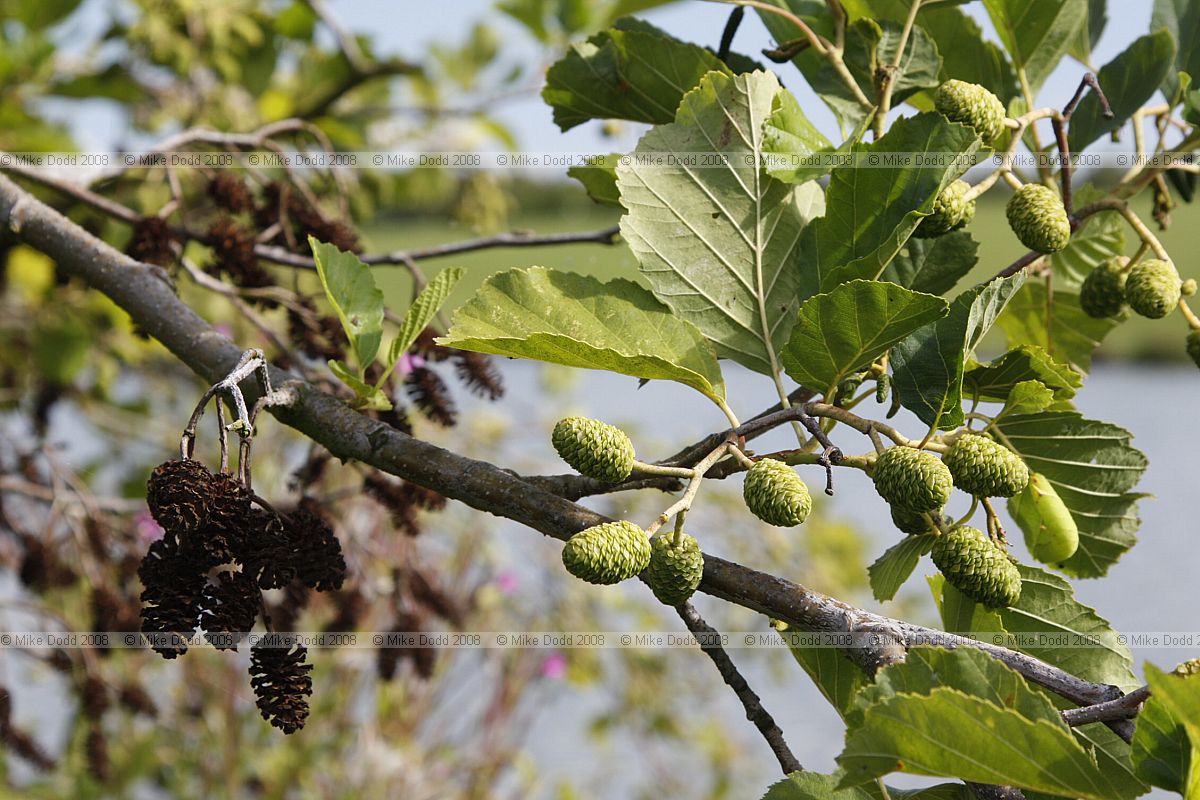 Alnus glutinosa Common alder