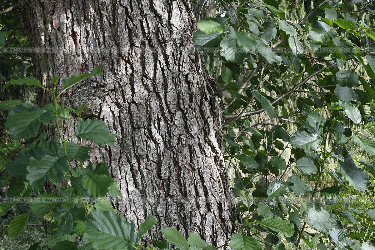 Alnus glutinosa Common alder