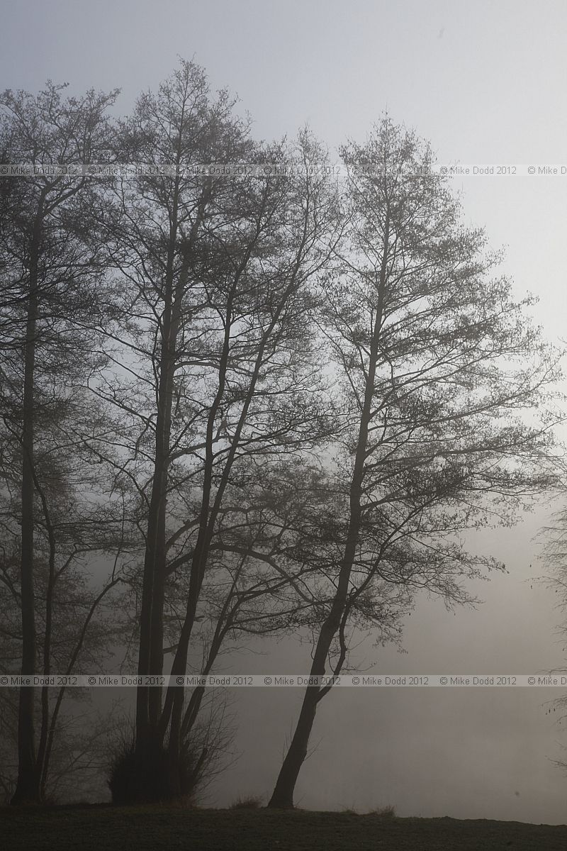 Alnus glutinosa Common alder