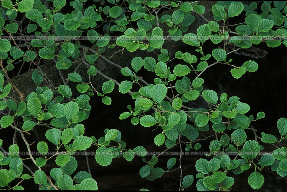 Alnus glutinosa Common alder