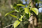 Alnus japonica Japanese alder
