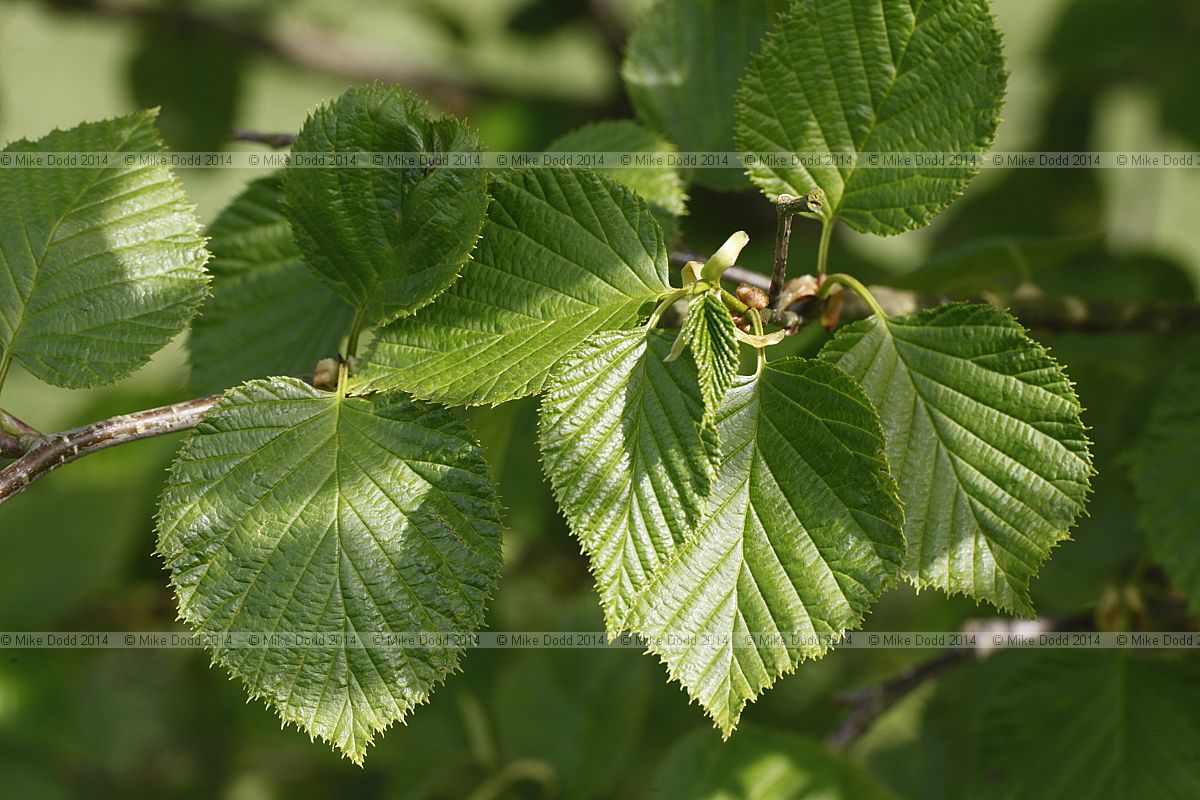 Alnus maximowiczii