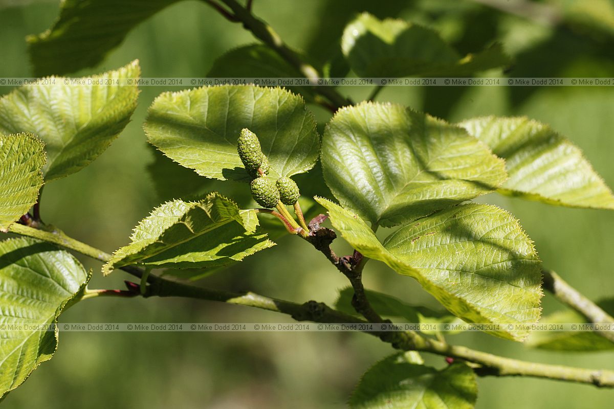 Alnus viridis subsp. fruticosa Green alder