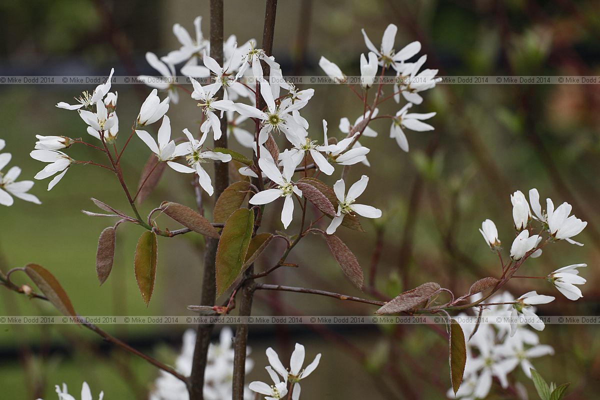 Amelanchier lamarckii Snowy mespilus