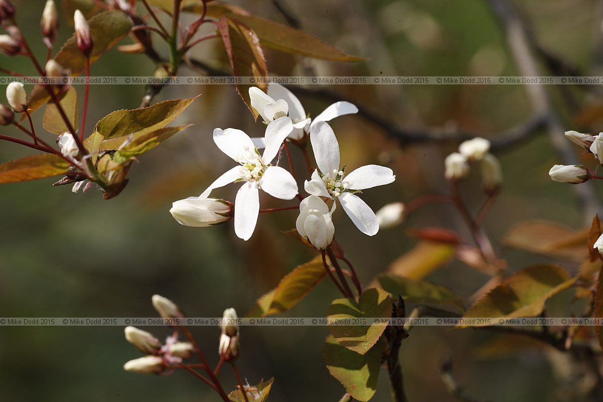 Amelanchier 'Snowflake'