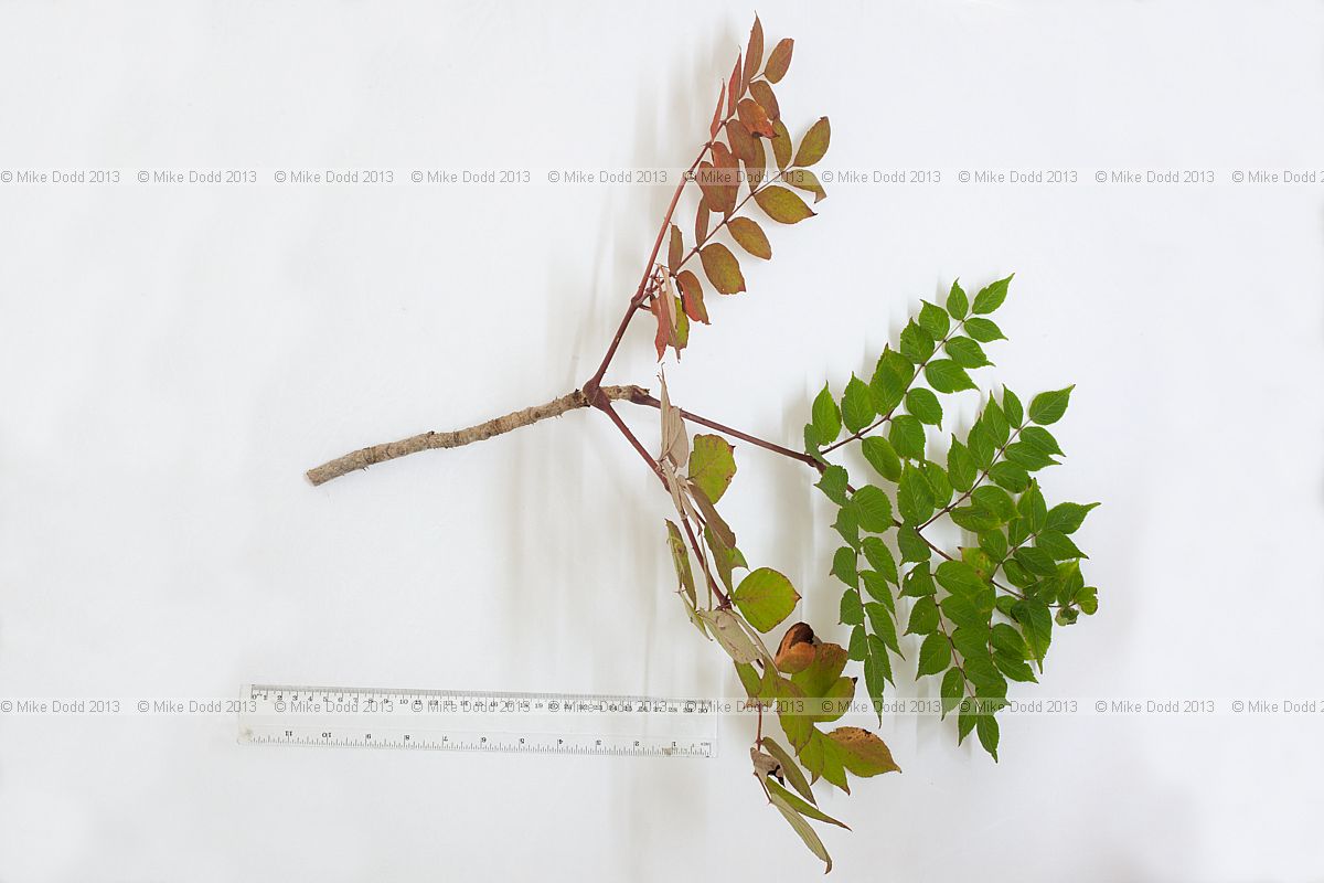 Aralia elata Japanese Angelica Tree