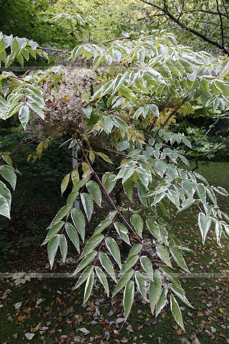 Aralia elata 'Variegata'