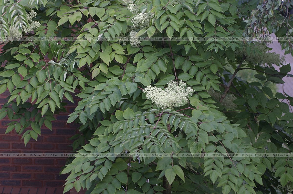 Aralia spinosa Devil's walking stick