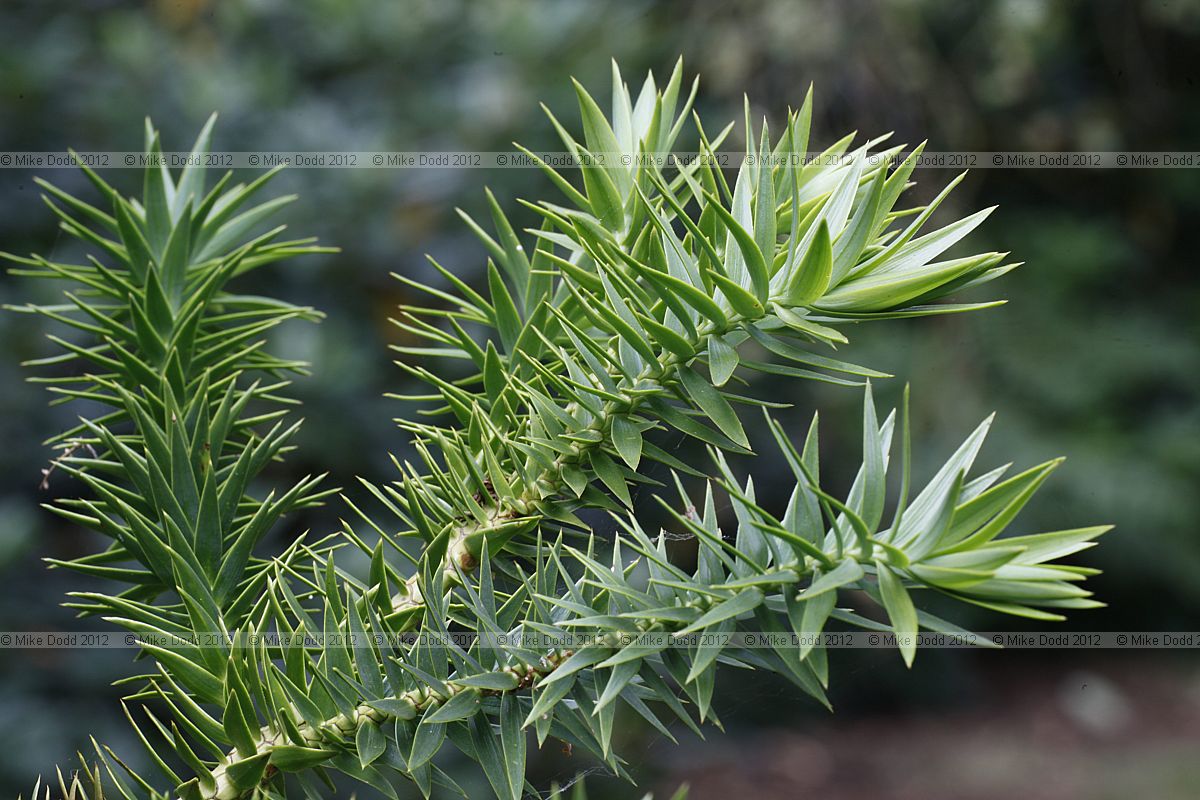 Araucaria angustifolia Parana Pine