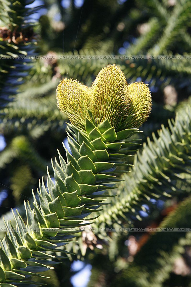 Araucaria araucana Monkey Puzzle