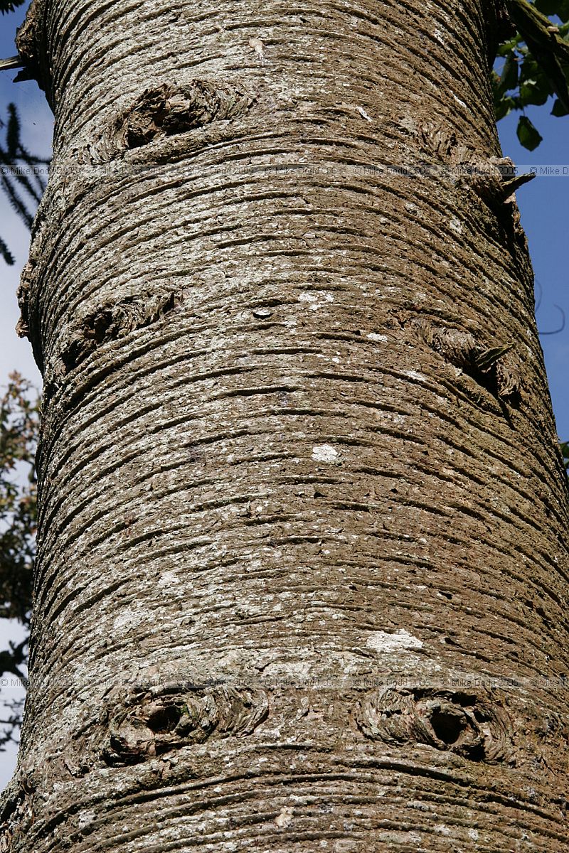 Araucaria araucana Monkey puzzle