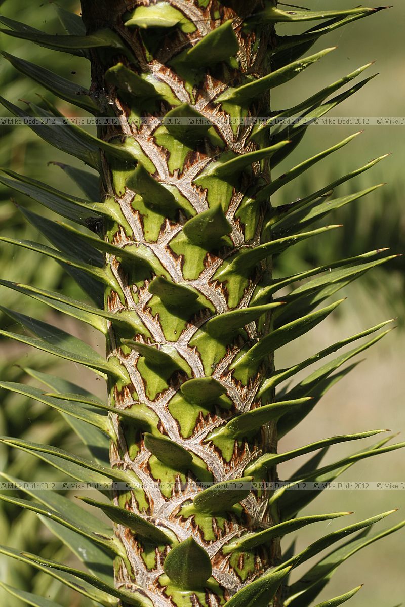 Araucaria araucana Monkey Puzzle