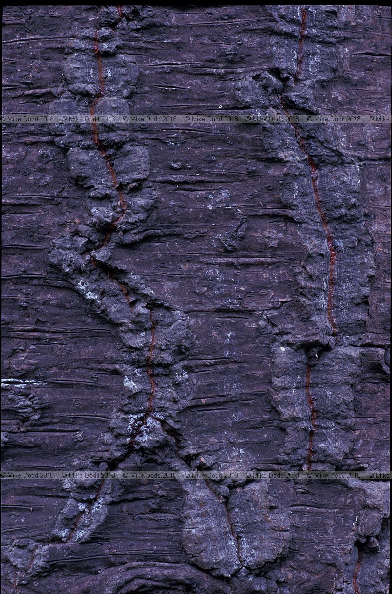 Araucaria bark monkey puzzle tree