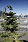 Araucaria heterophylla Norfolk Island Pine