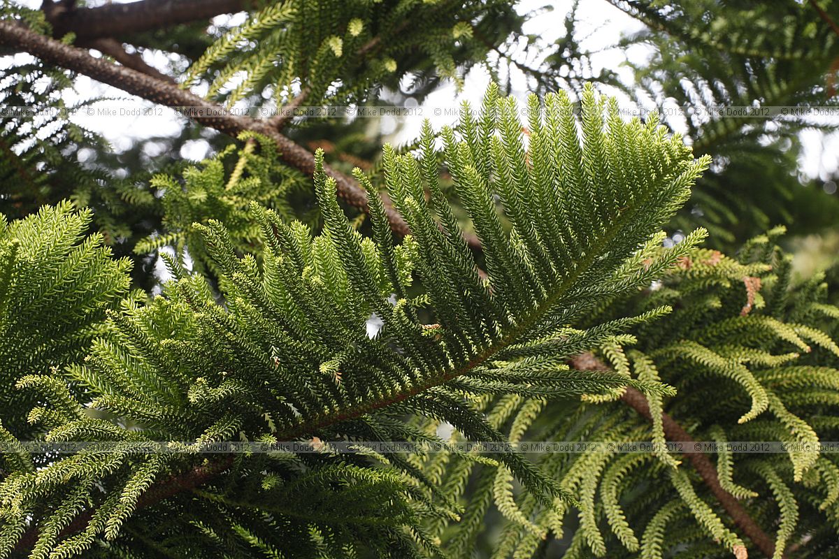 Araucaria heterophylla