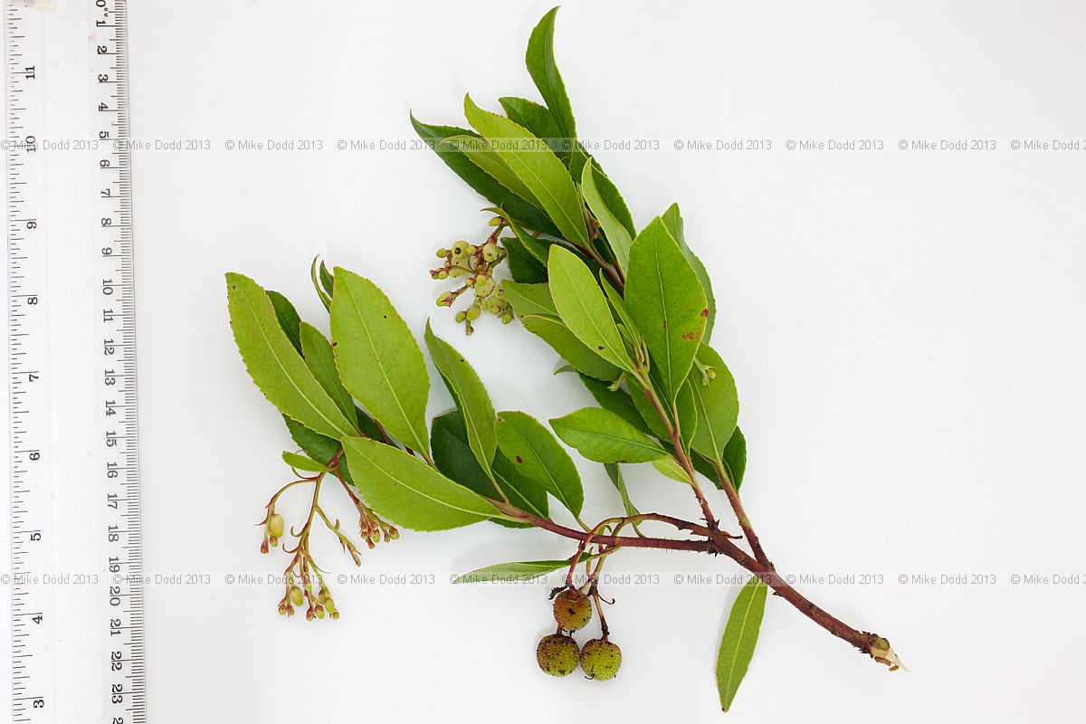 Arbutus undeo Strawberry Tree