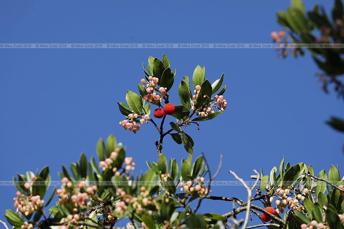 Arbutus unedo Strawberry tree