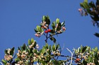 Arbutus unedo Strawberry tree