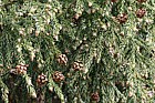 Athrotaxis selaginoides King William pine