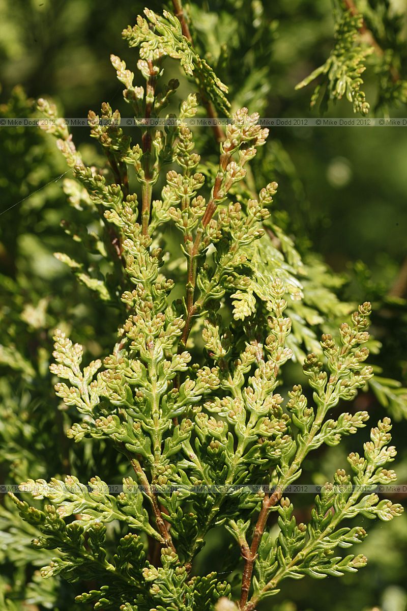 Austrocedrus chilensis Chilean Cedar