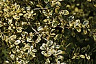 Azara microphylla 'Variegata' Variegated box-leaf azara