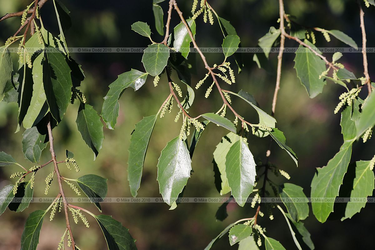 Azara petiolaris Maquicillo