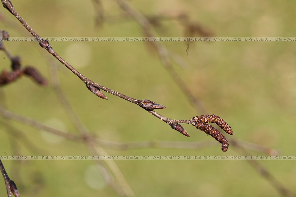 Betula albosinensis