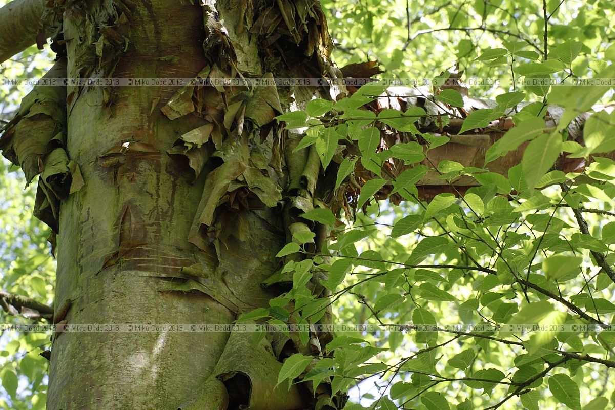 Betula albosinensis Chinese Red Birch