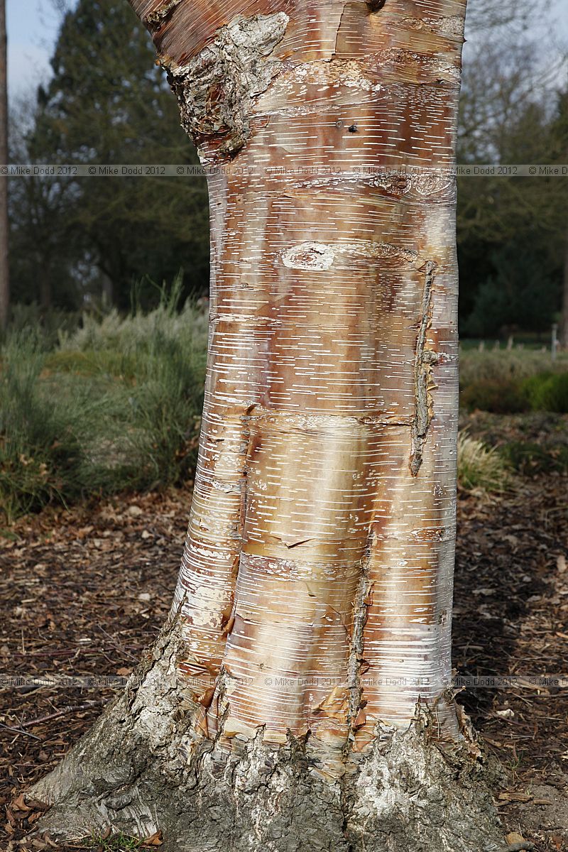 Betula albosinensis 'Red Panda'