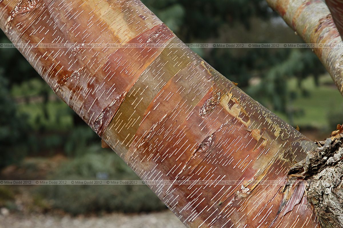 Betula albosinensis 'Red Panda'